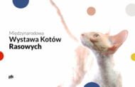 Międzynarodowa Wystawa Kotów Rasowych w Poznaniu