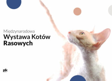 Międzynarodowa Wystawa Kotów Rasowych w Poznaniu