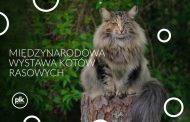 Międzynarodowa Wystawa Kotów Rasowych w Poznaniu