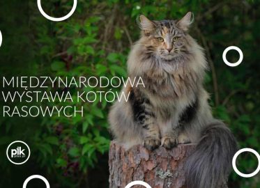 Międzynarodowa Wystawa Kotów Rasowych w Poznaniu