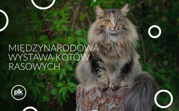 Międzynarodowa Wystawa Kotów Rasowych w Poznaniu